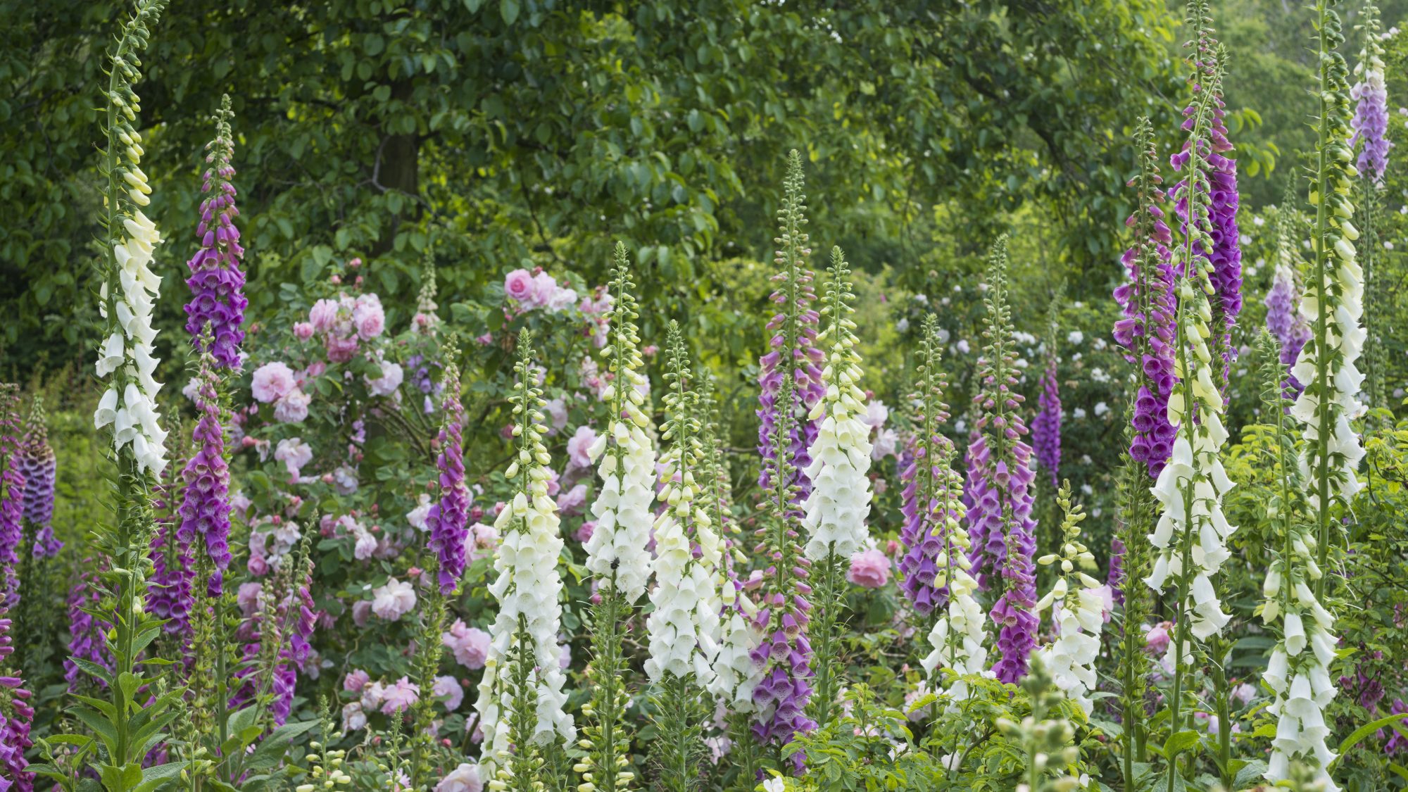 a border containing foxgloves and roses