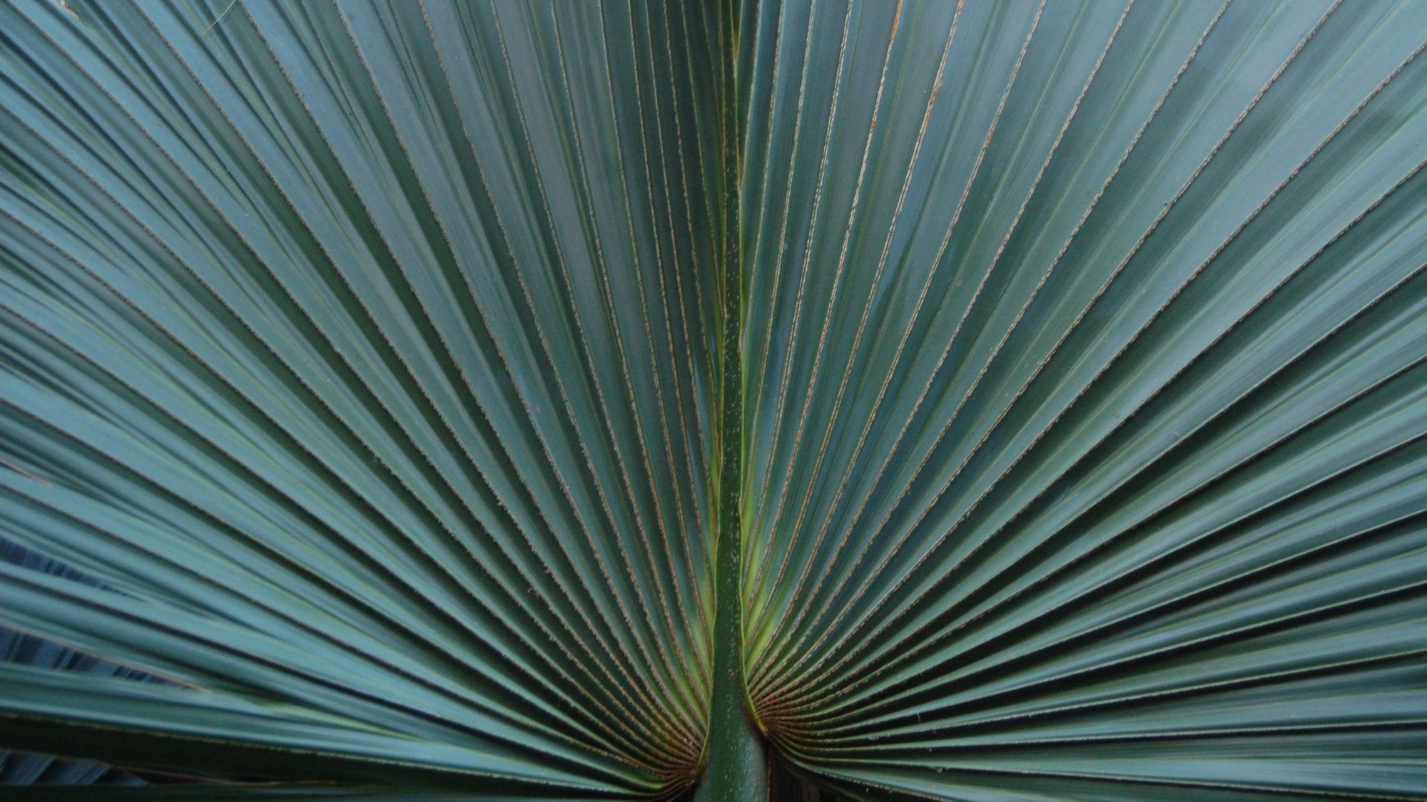 Pleated, fan-shaped leaf