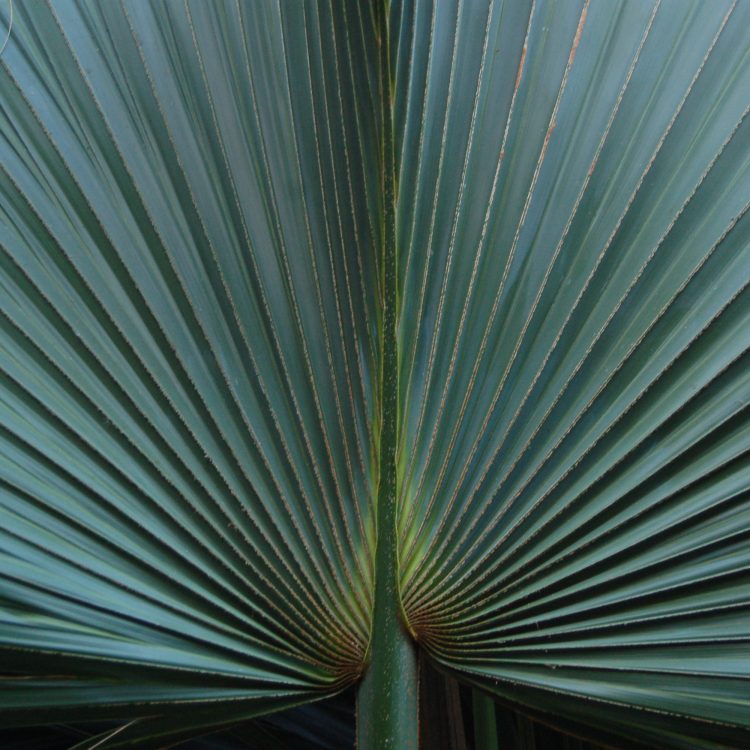 Sabal minor