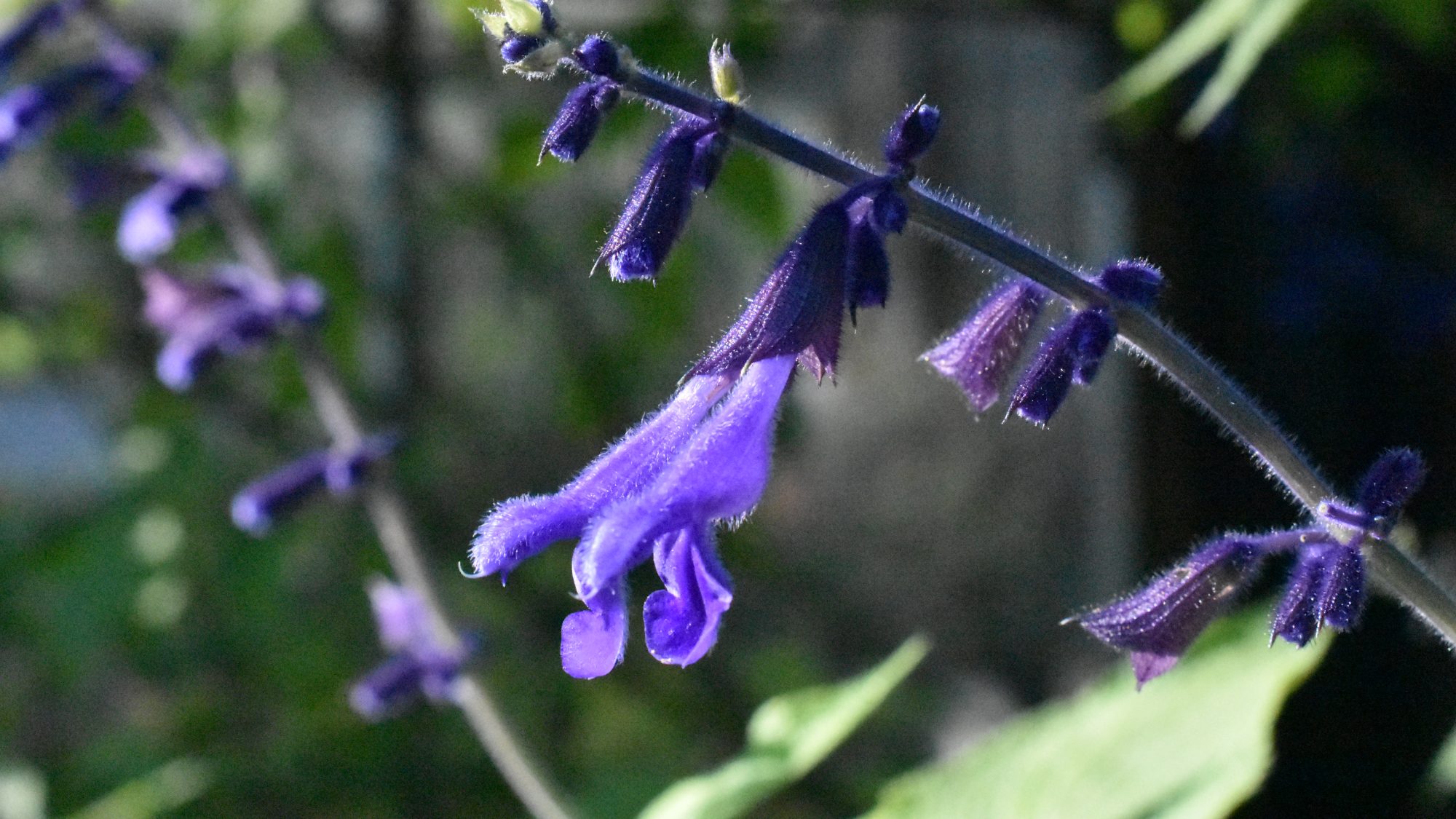 Deep blue, tubular flowers