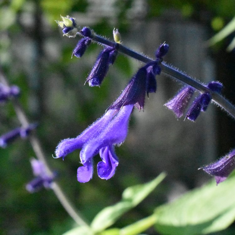 Salvia concolor