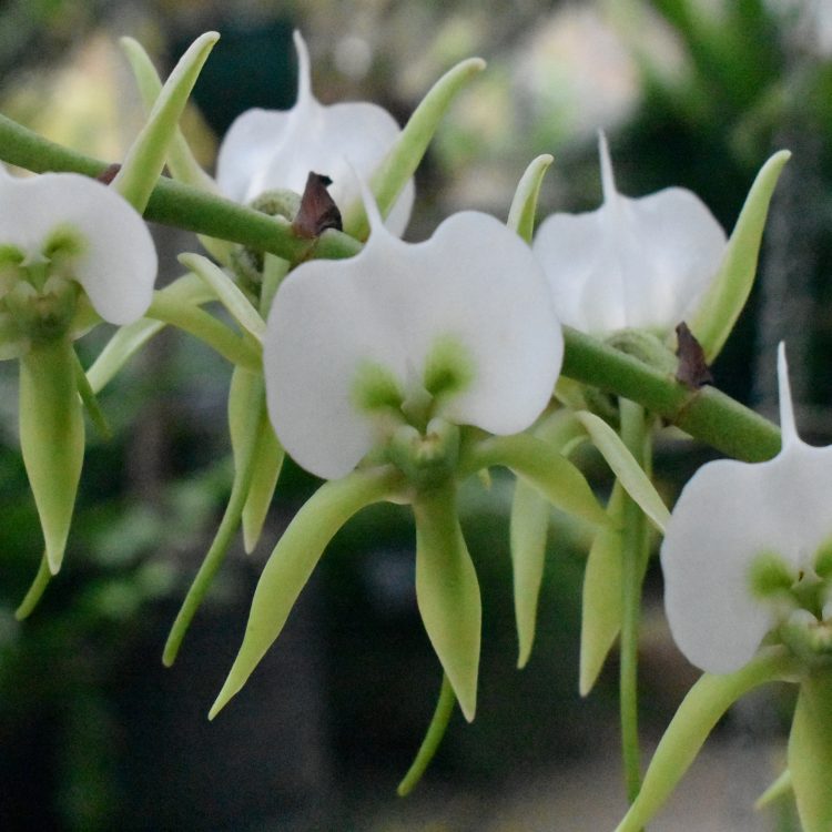 Angraecum eburneum