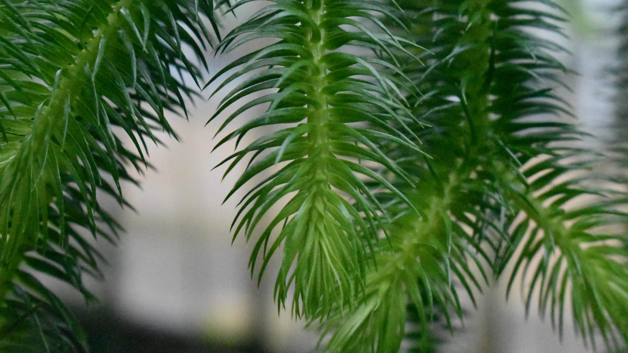 Trailing green fronds.