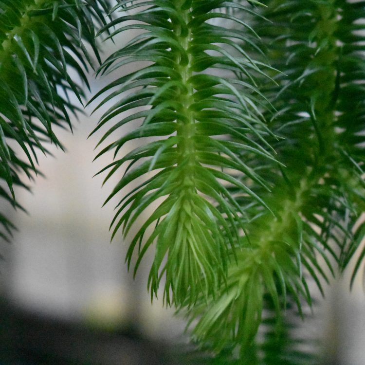 Huperzia squarrosa