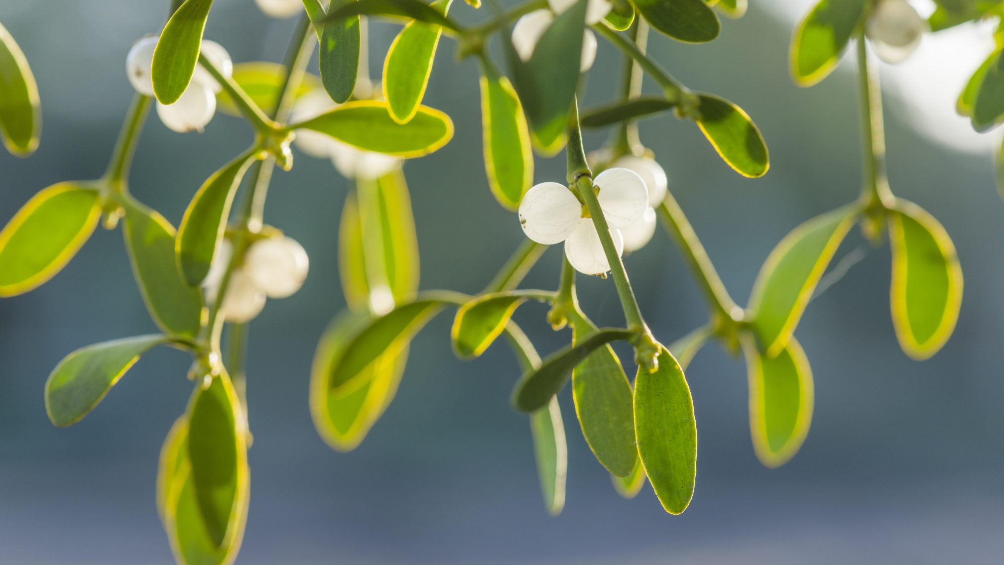 Mistletoe.
