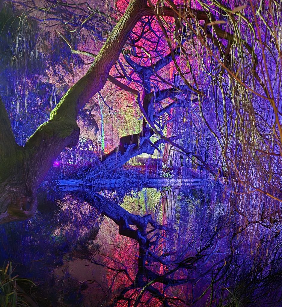 Willow tree reflected in the lake with bright colours lighting the tree.
