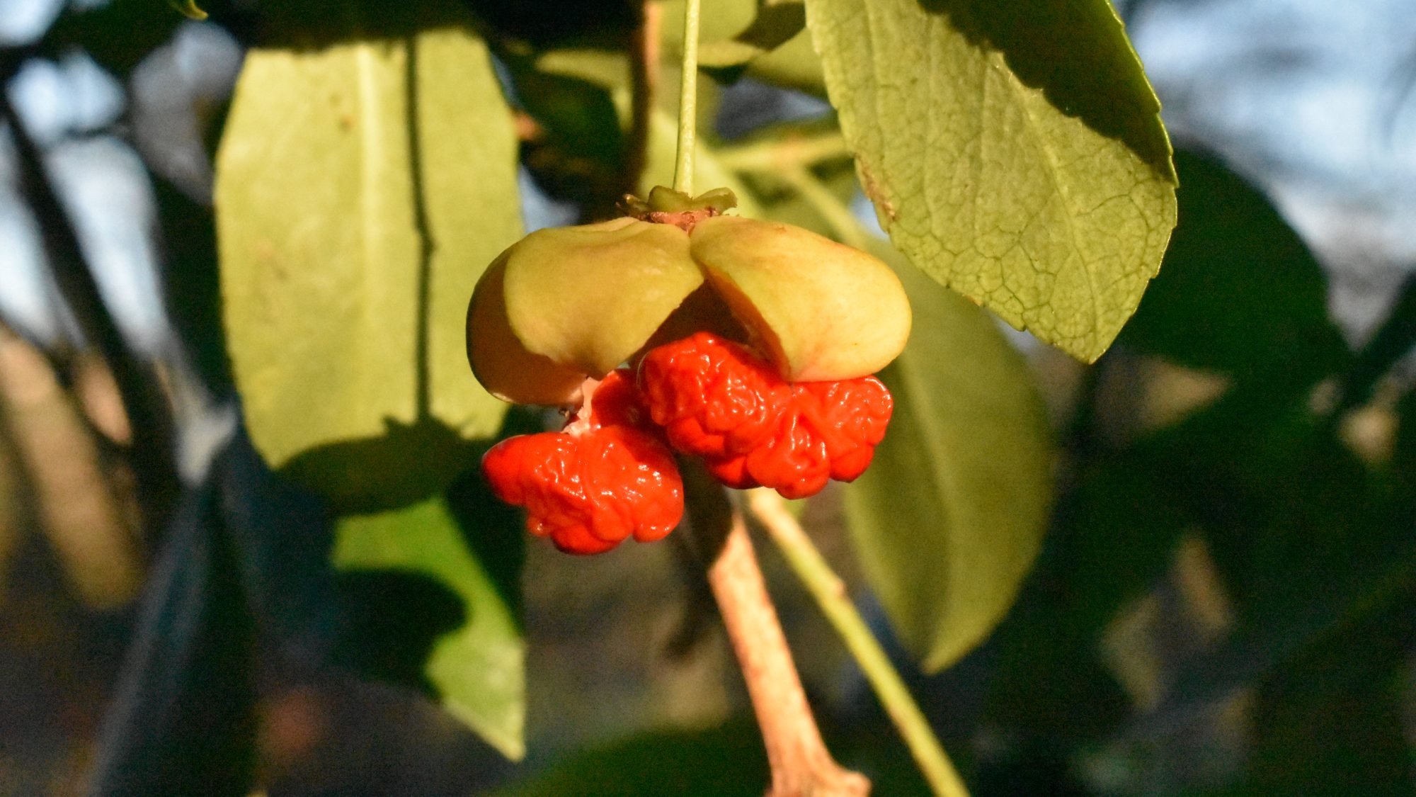 Split seed pod bearing fleshy orange fruits.