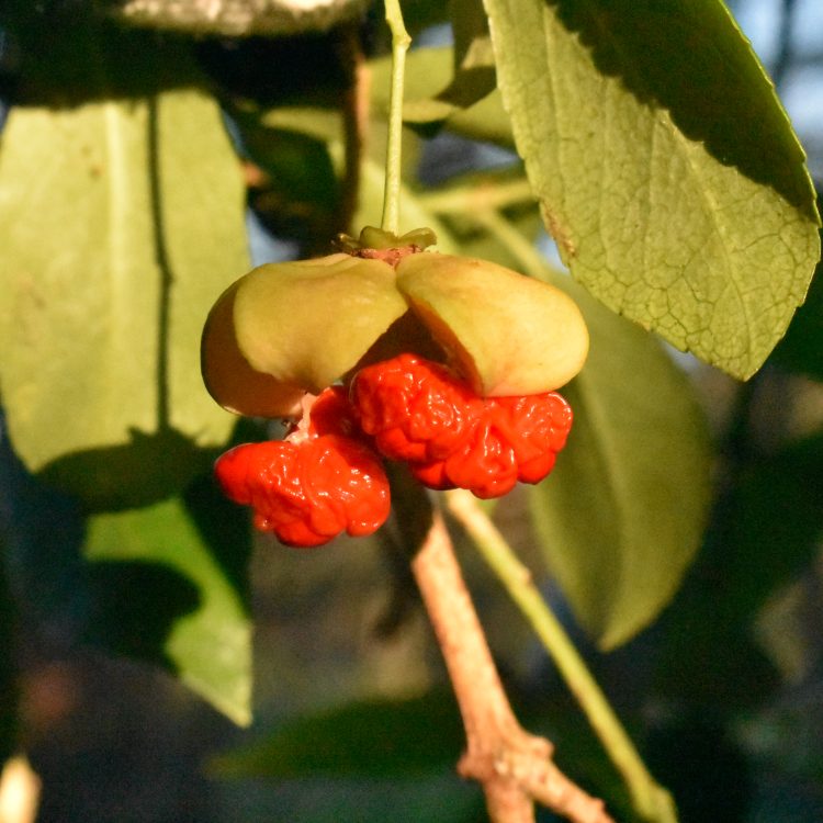 Euonymus tingens