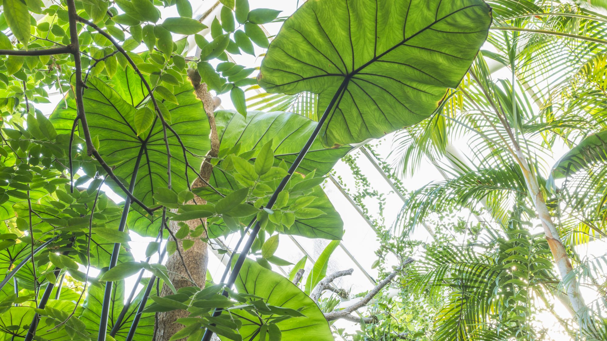 Large leaves in the tropical glasshouse