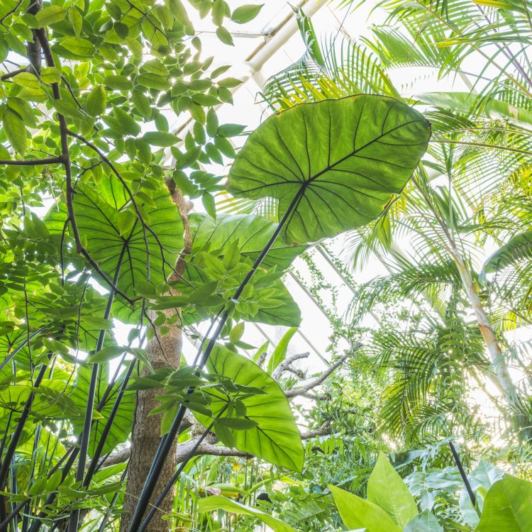 Tropical Rainforests