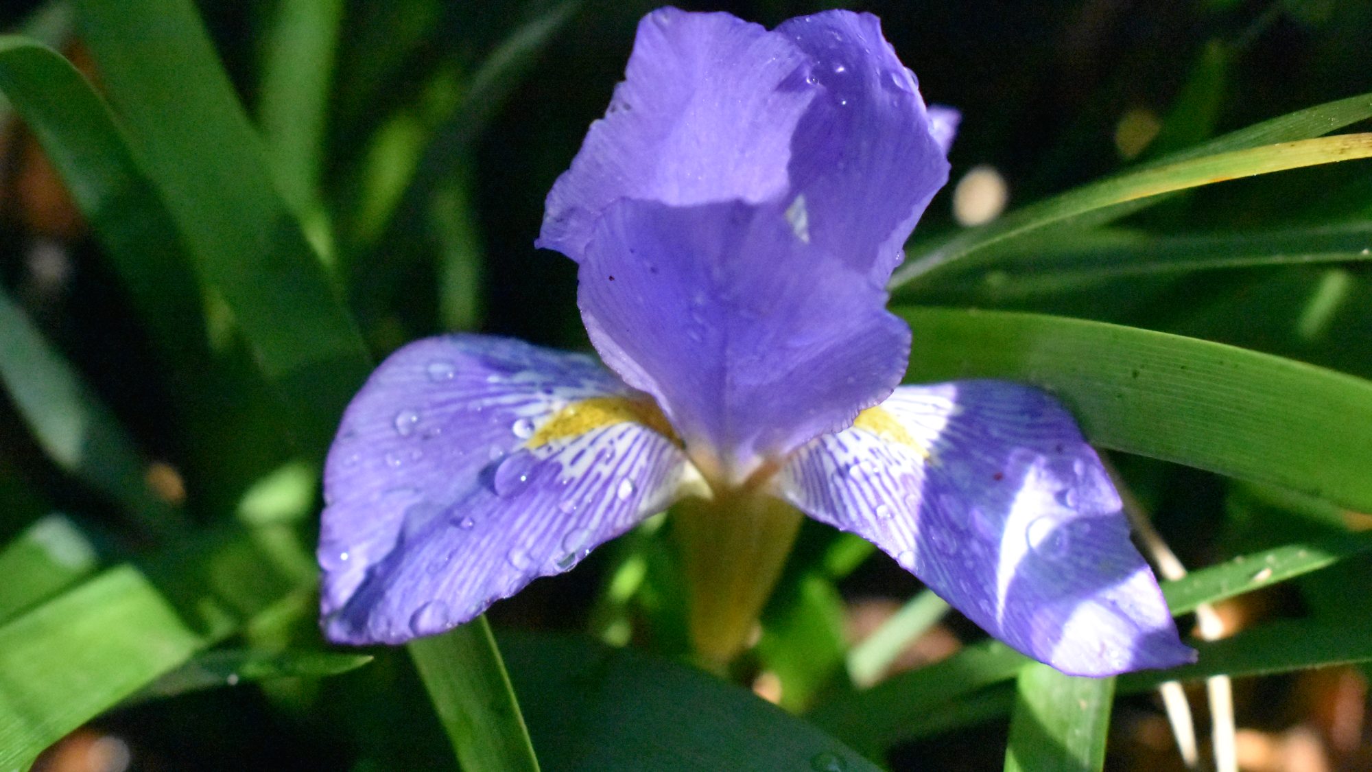 Blue iris flower nestled amongst narrow leaves.
