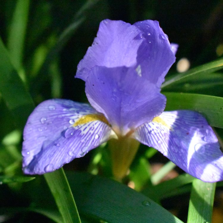 Iris lazica