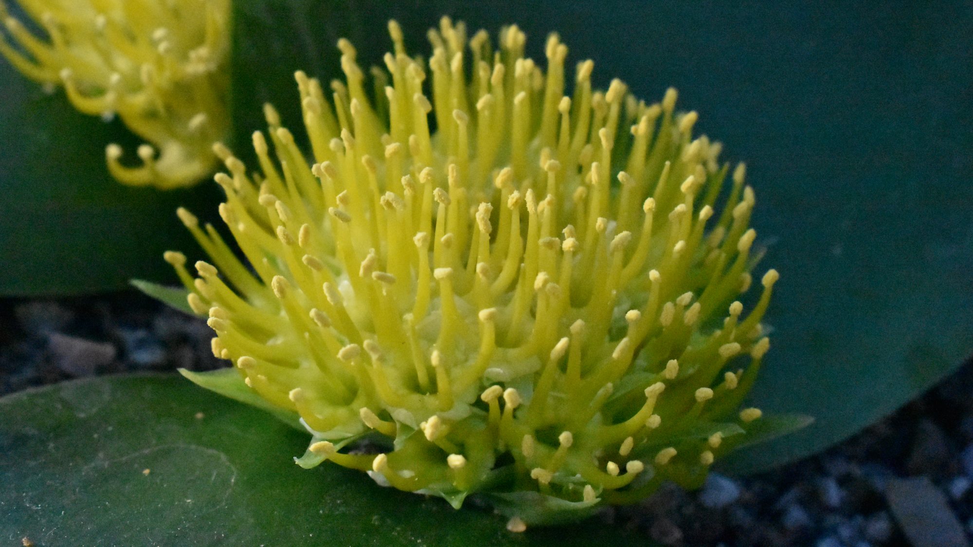 Umbel-like, yellow flowerhead. 