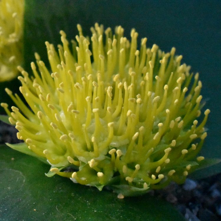 Massonia citrina