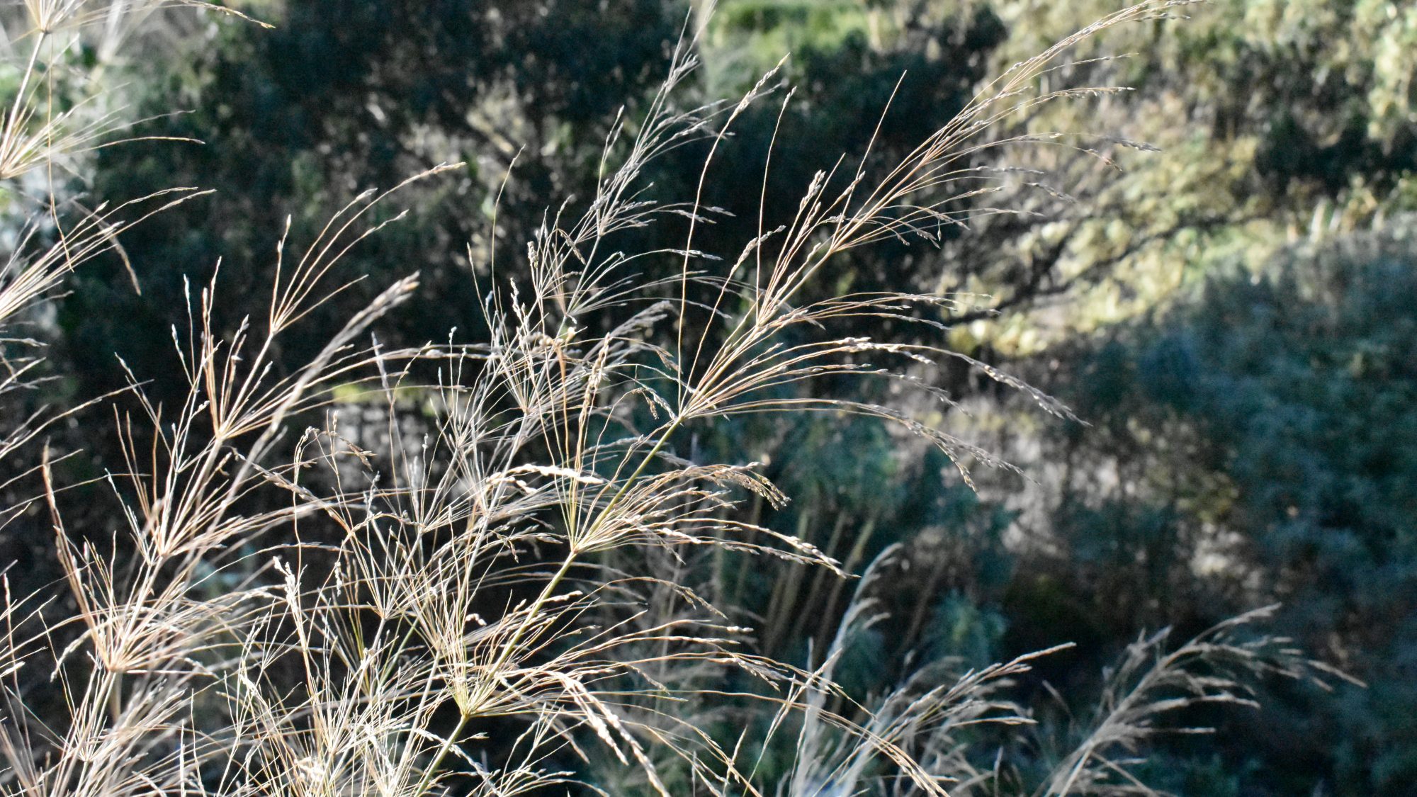 Delicate grass with whorled flowerheads.