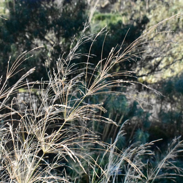 Piptatherum miliaceum