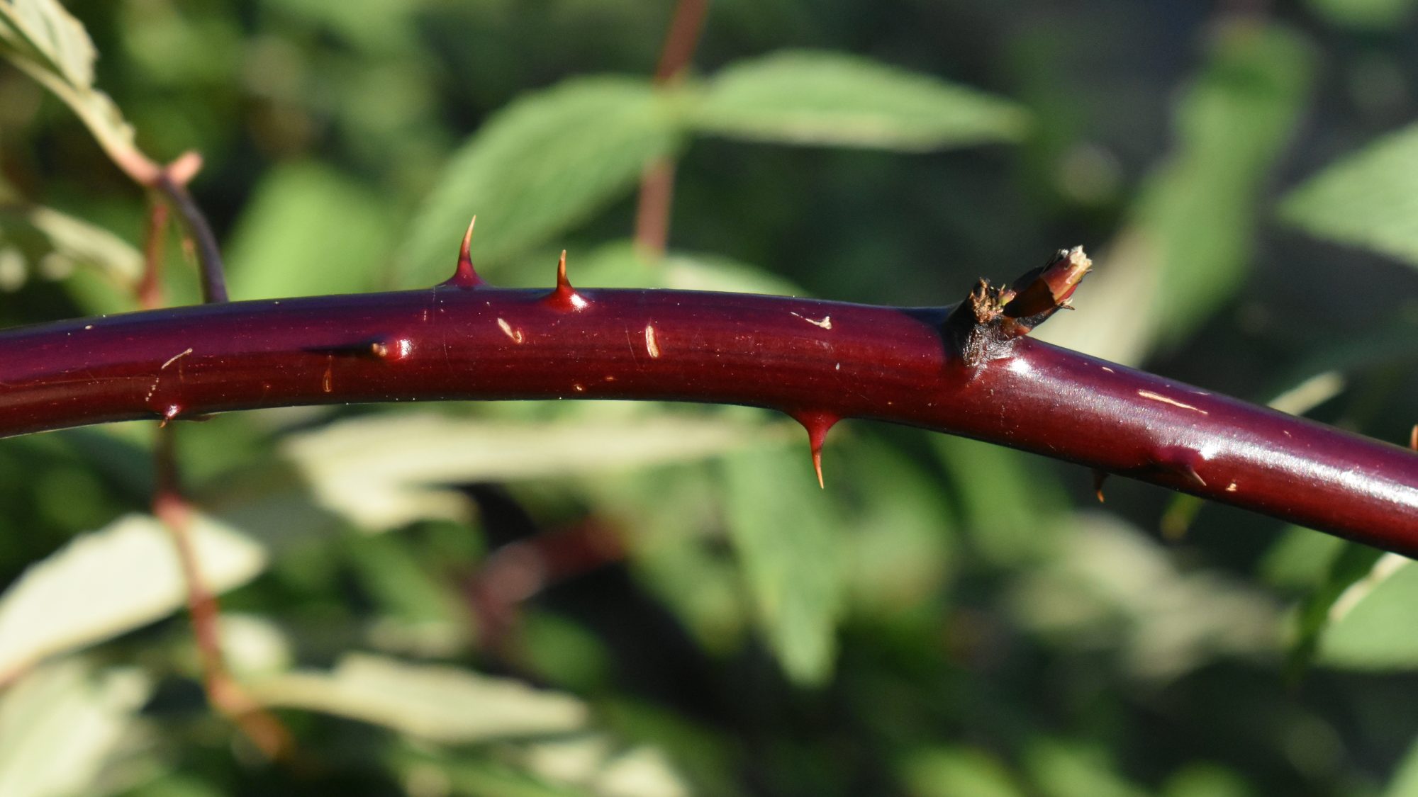 Wine-coloured, arching stem with thorns.