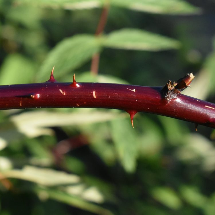Rubus niveus