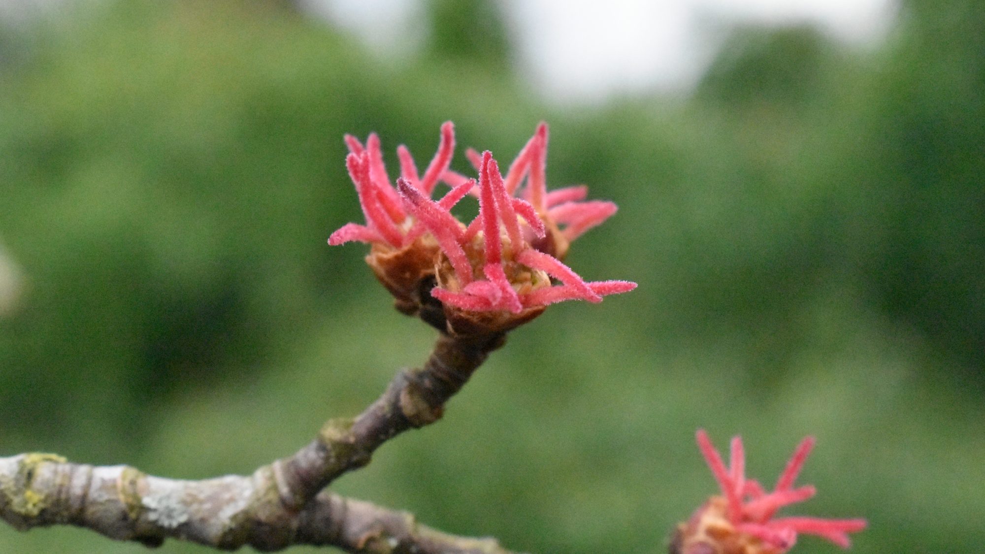 Spidery red flower head.