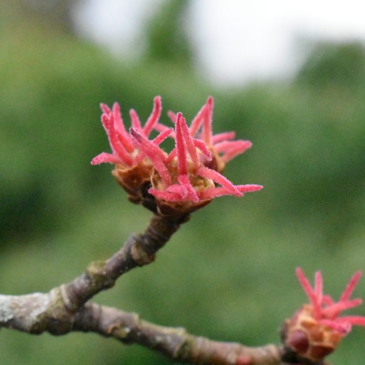 Acer saccharinum