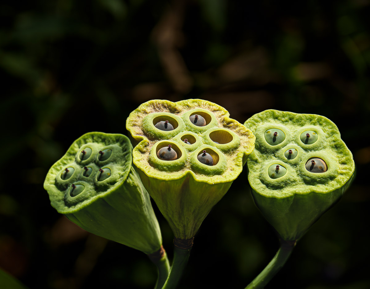 Lotus flower seedheads.