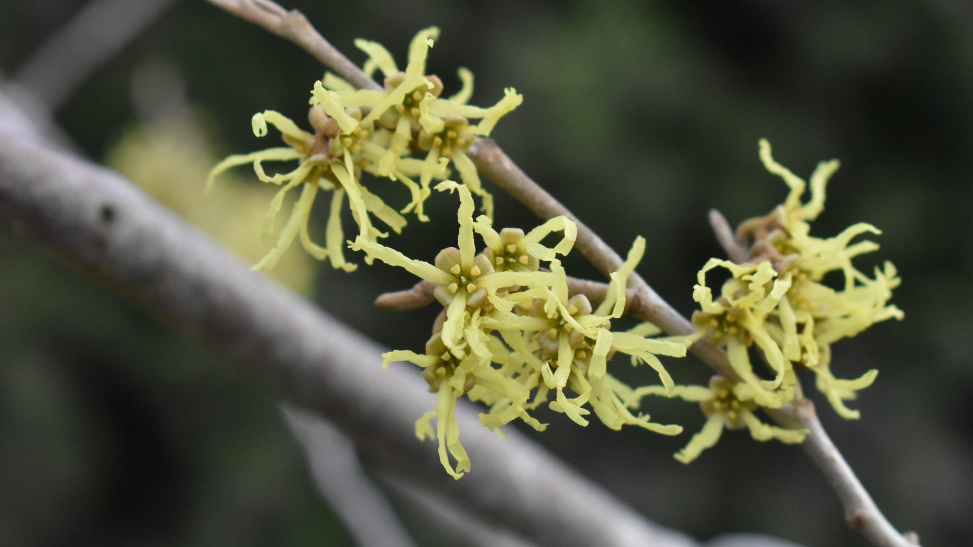 Spidery pale yellow flowers.