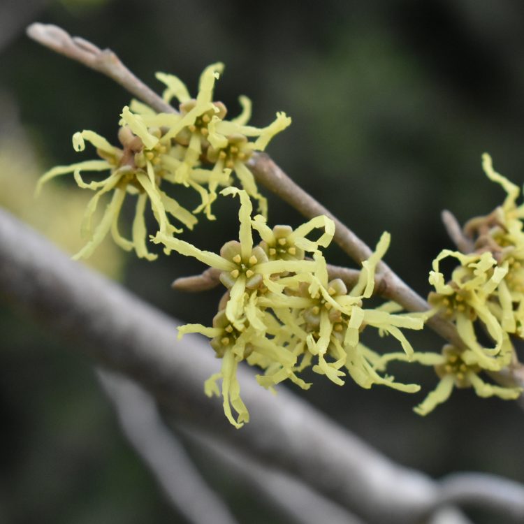 Hamamelis japonica ‘Zuccariniana’