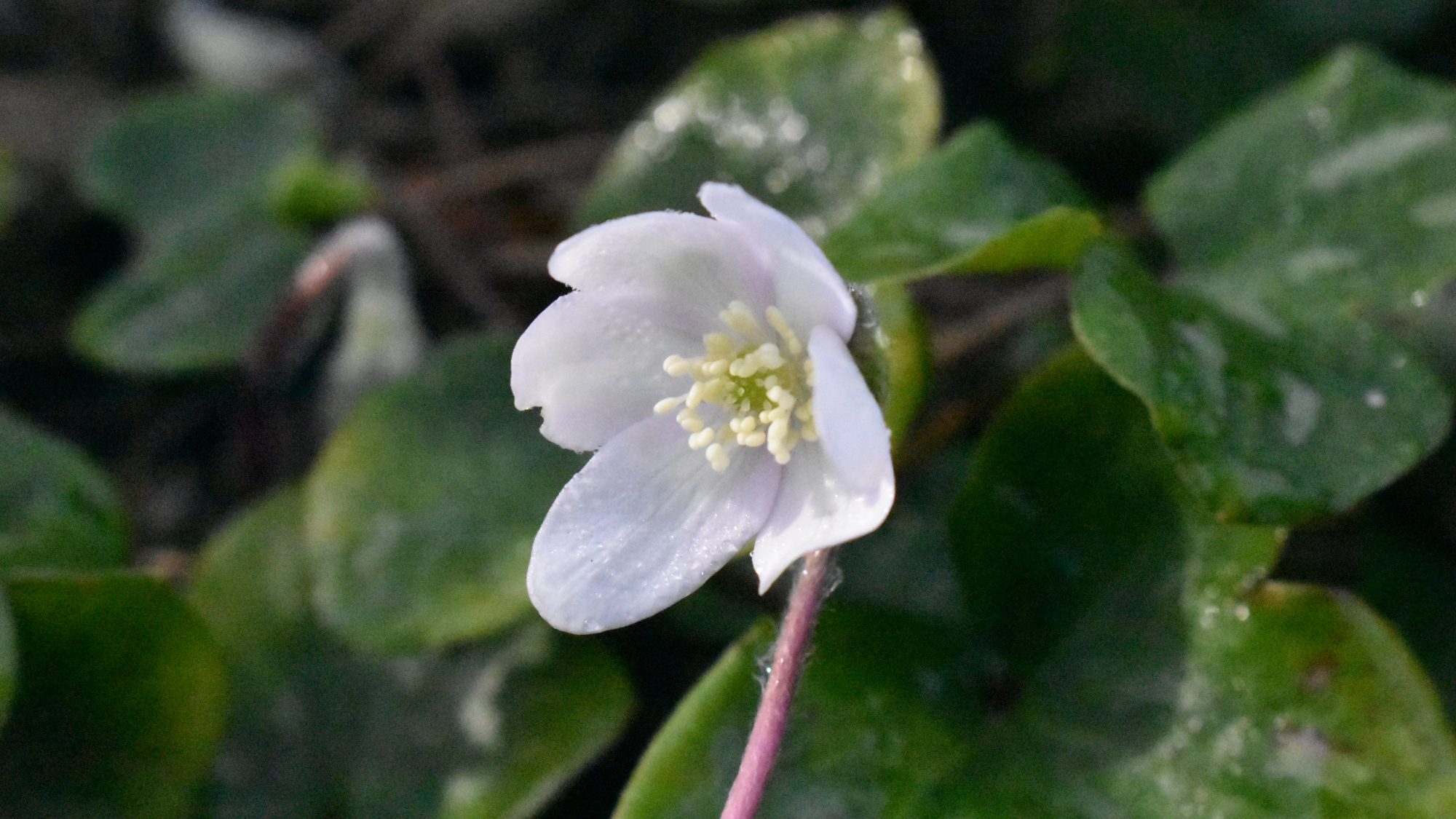 Delicate pink-tinged white flower.