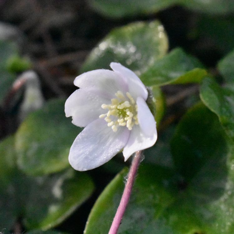Hepatica nobilis