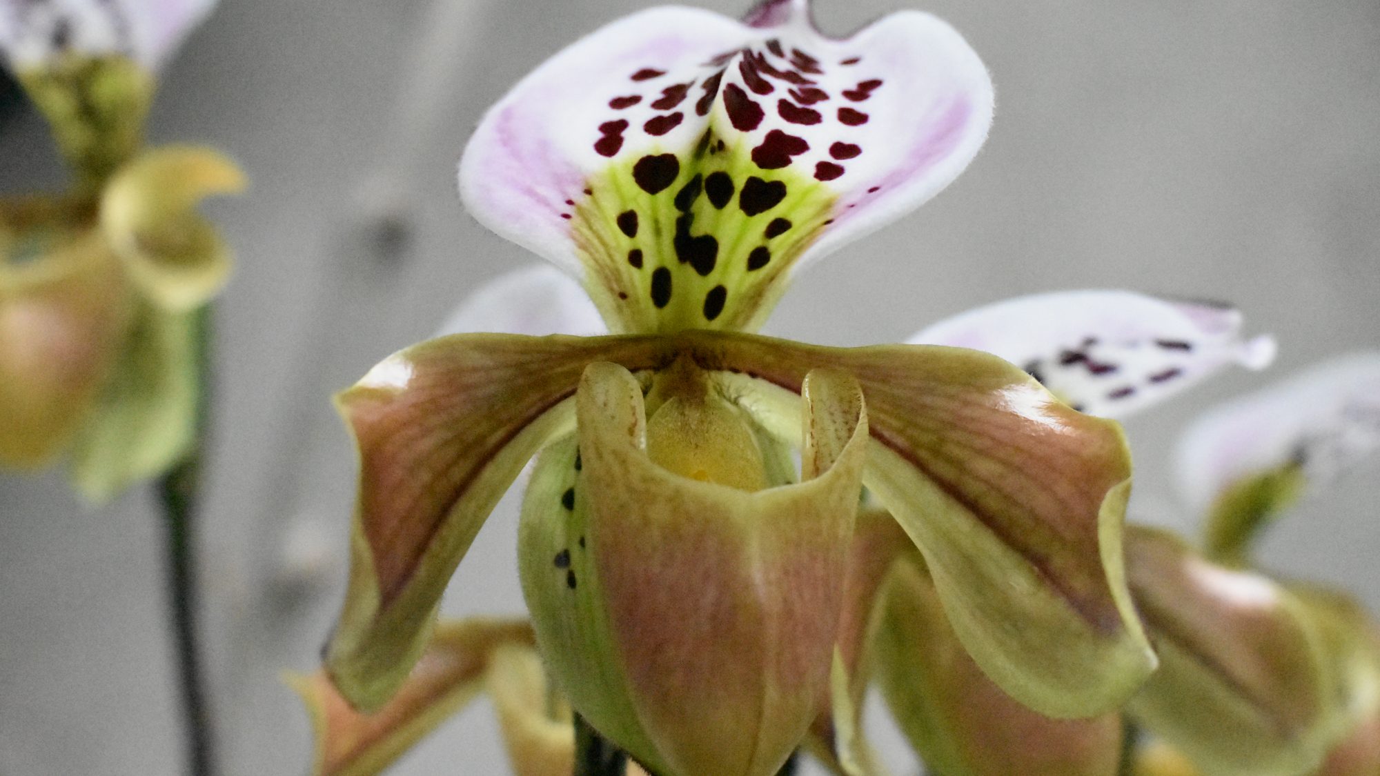 Orchid with brownish lower pouch and speckled white upper sepal.