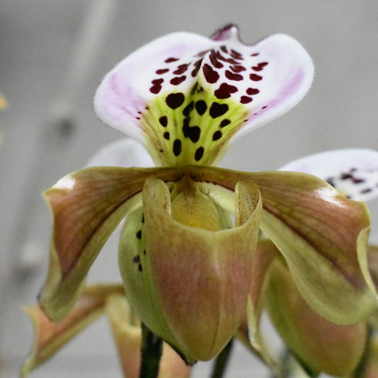 Paphiopedilum gratrixianum