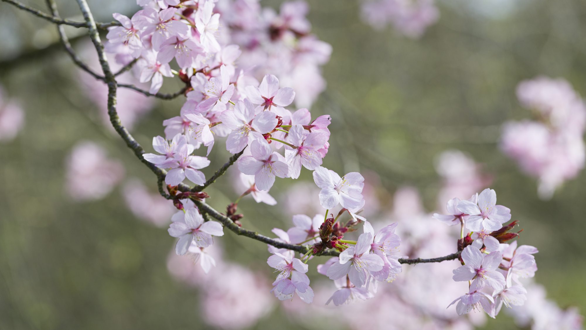 Cherry blossoms