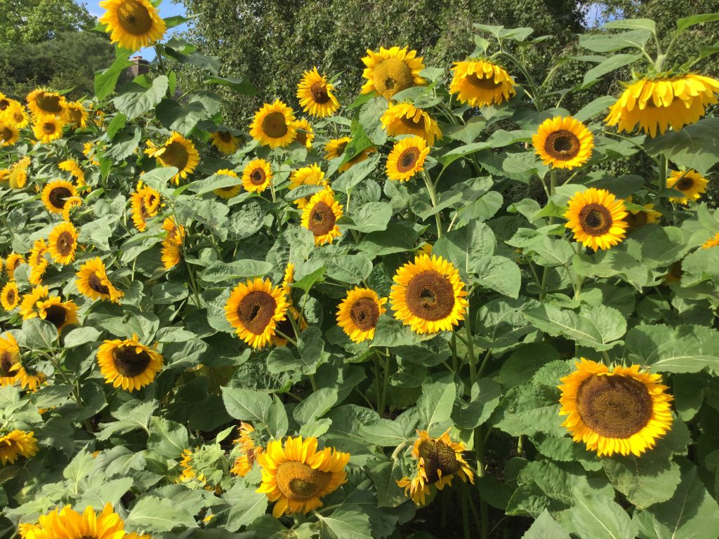 Many different yellow sunflowers
