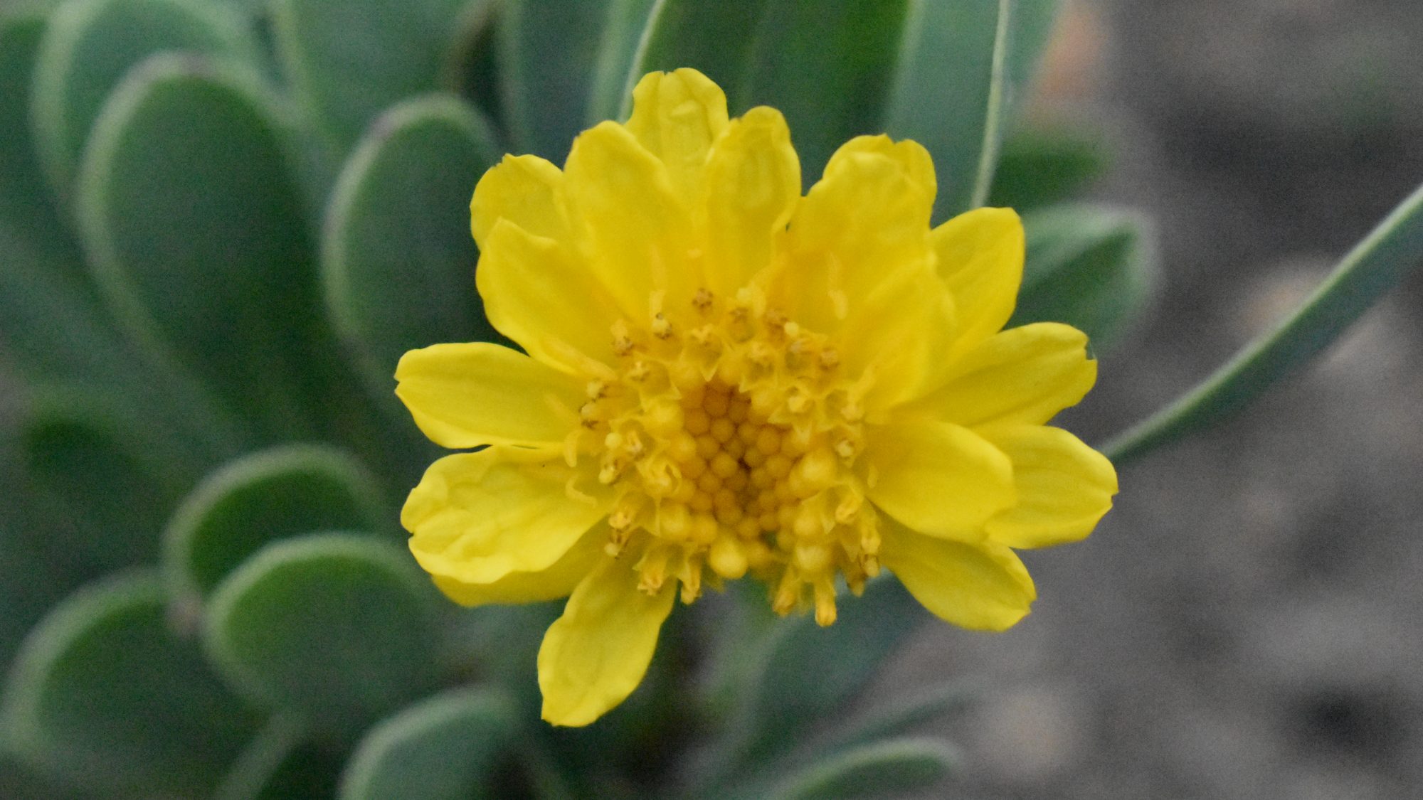 Yellow daisy-like flower with succulent leaves.