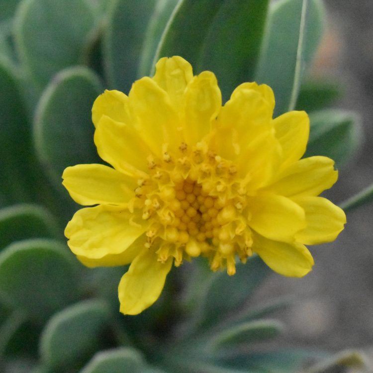 Hertia cheirifolia