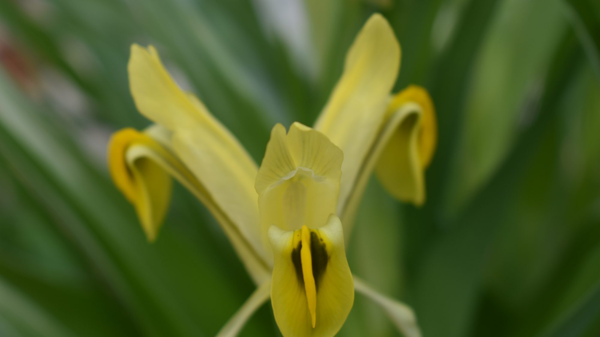 Yellow iris