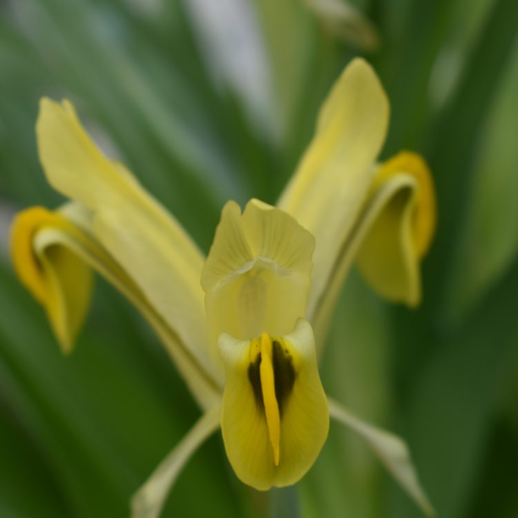 Iris bucharica