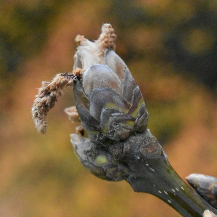 Quercus pontica