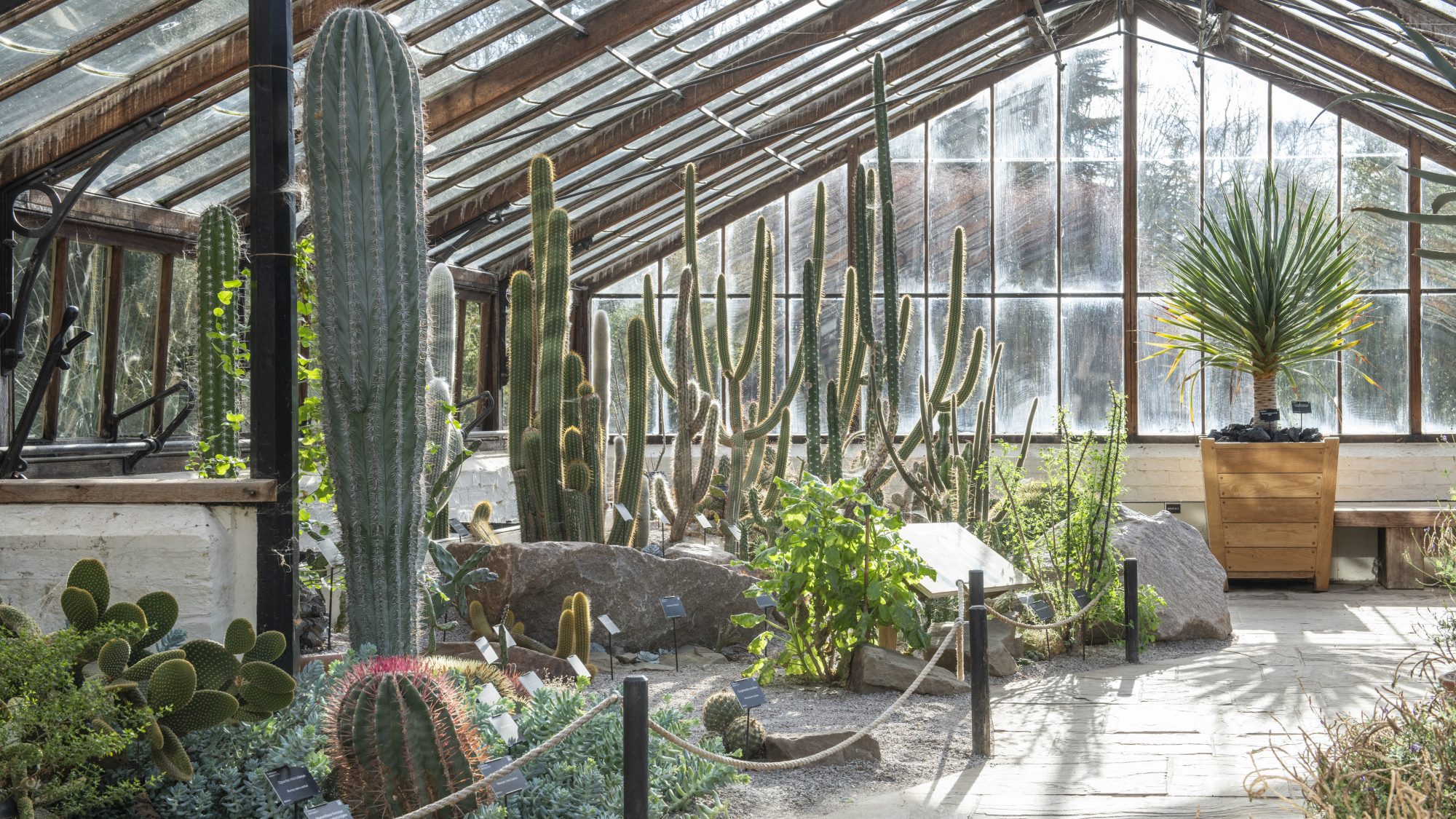 Cacti and succulents in a glasshouse