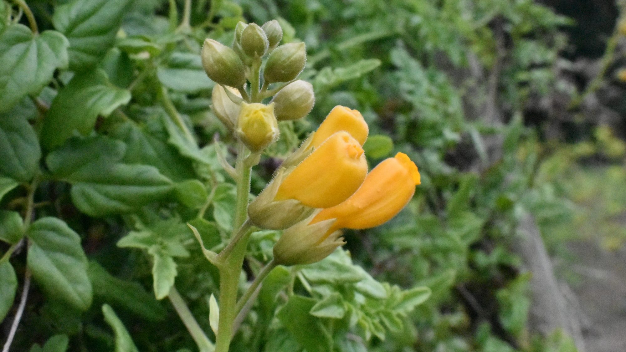 Tubular yellow flowers against a backdrop of foliage.