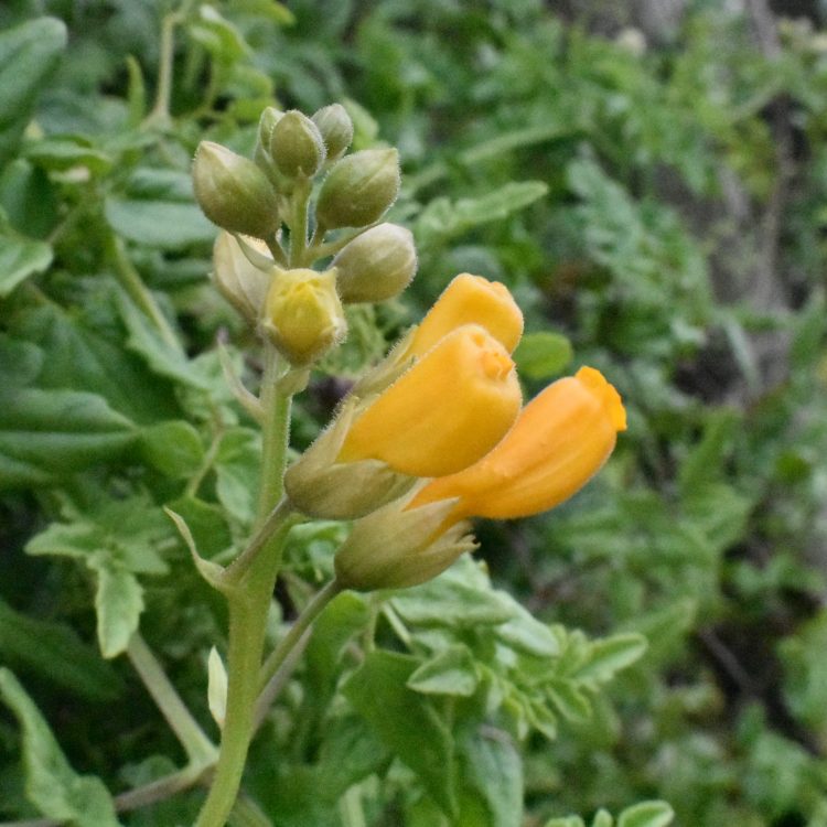 Eccremocarpus scaber