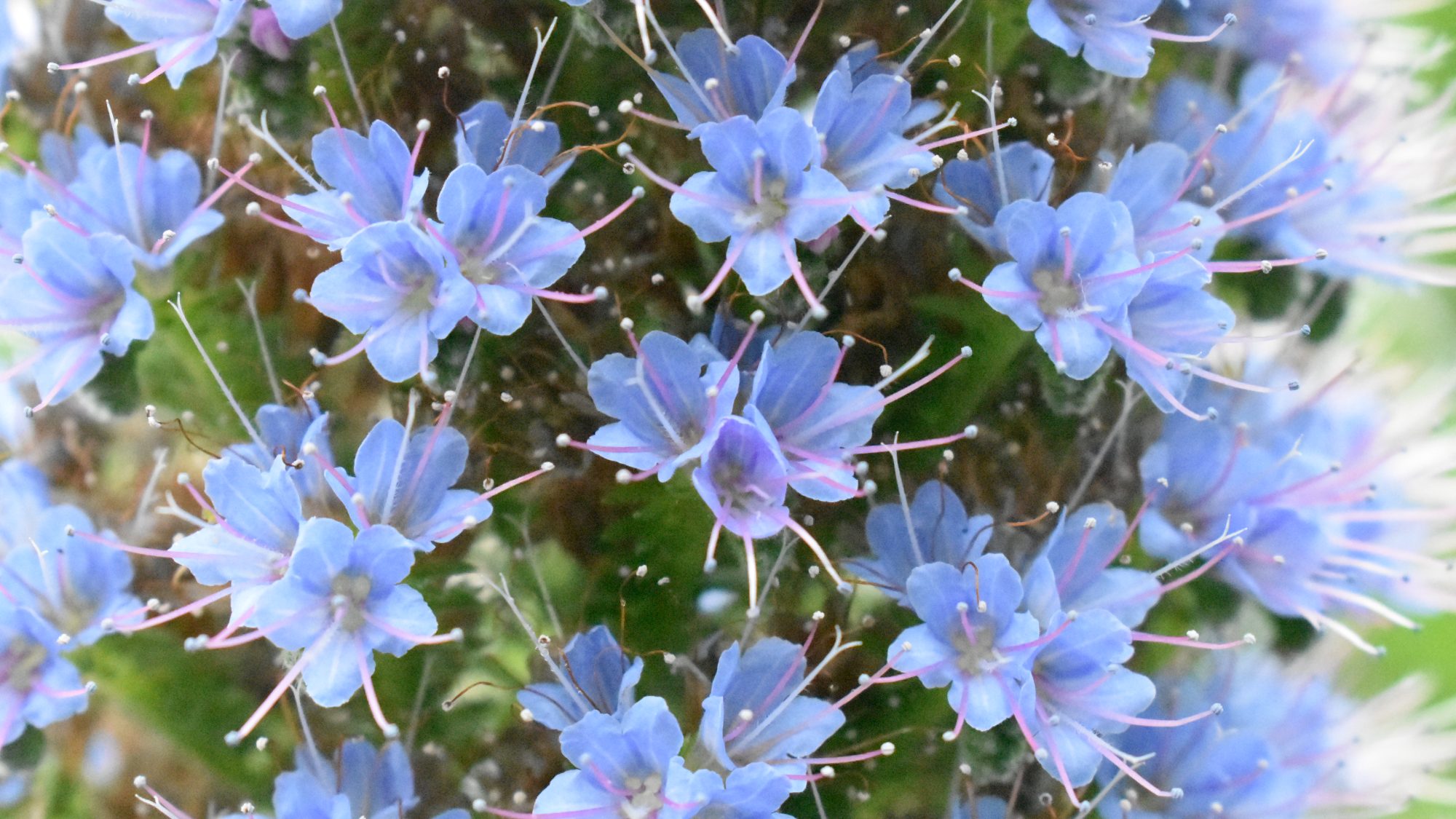 Small pale blue flowers with protruding pink stamens.