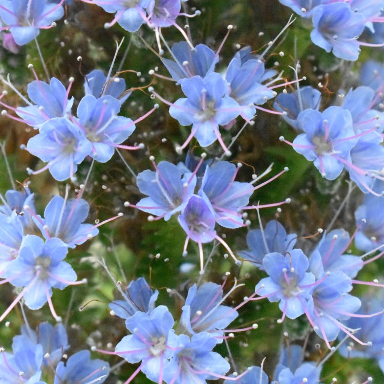 Echium webbii