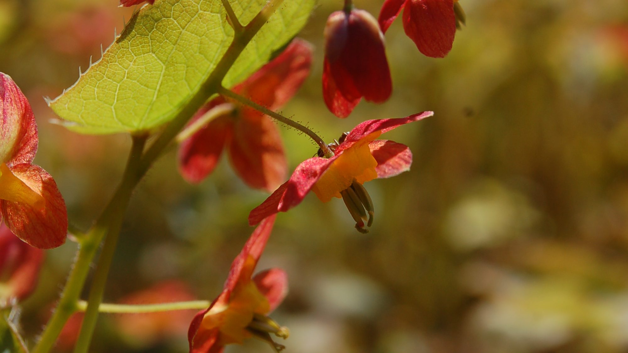 Open, nodding orange-red flowers amongst fresh spring foliage.