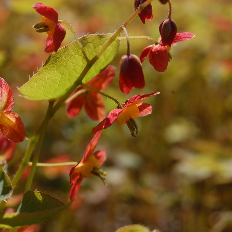 Epimedium x warleyense