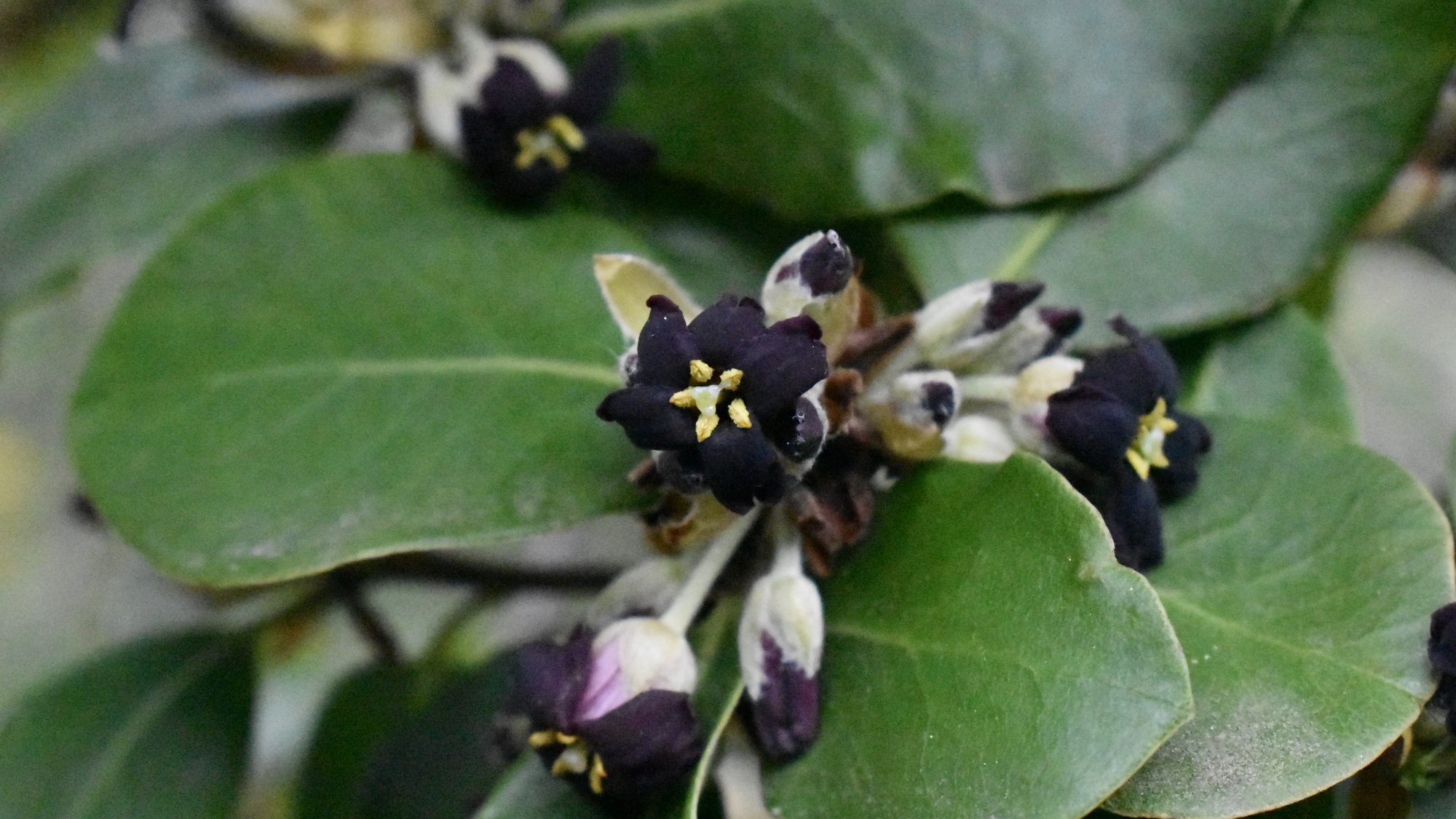 Small black flowers with yellow stamens and leathery foliage. 