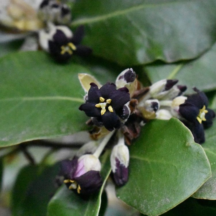 Pittosporum ralphii