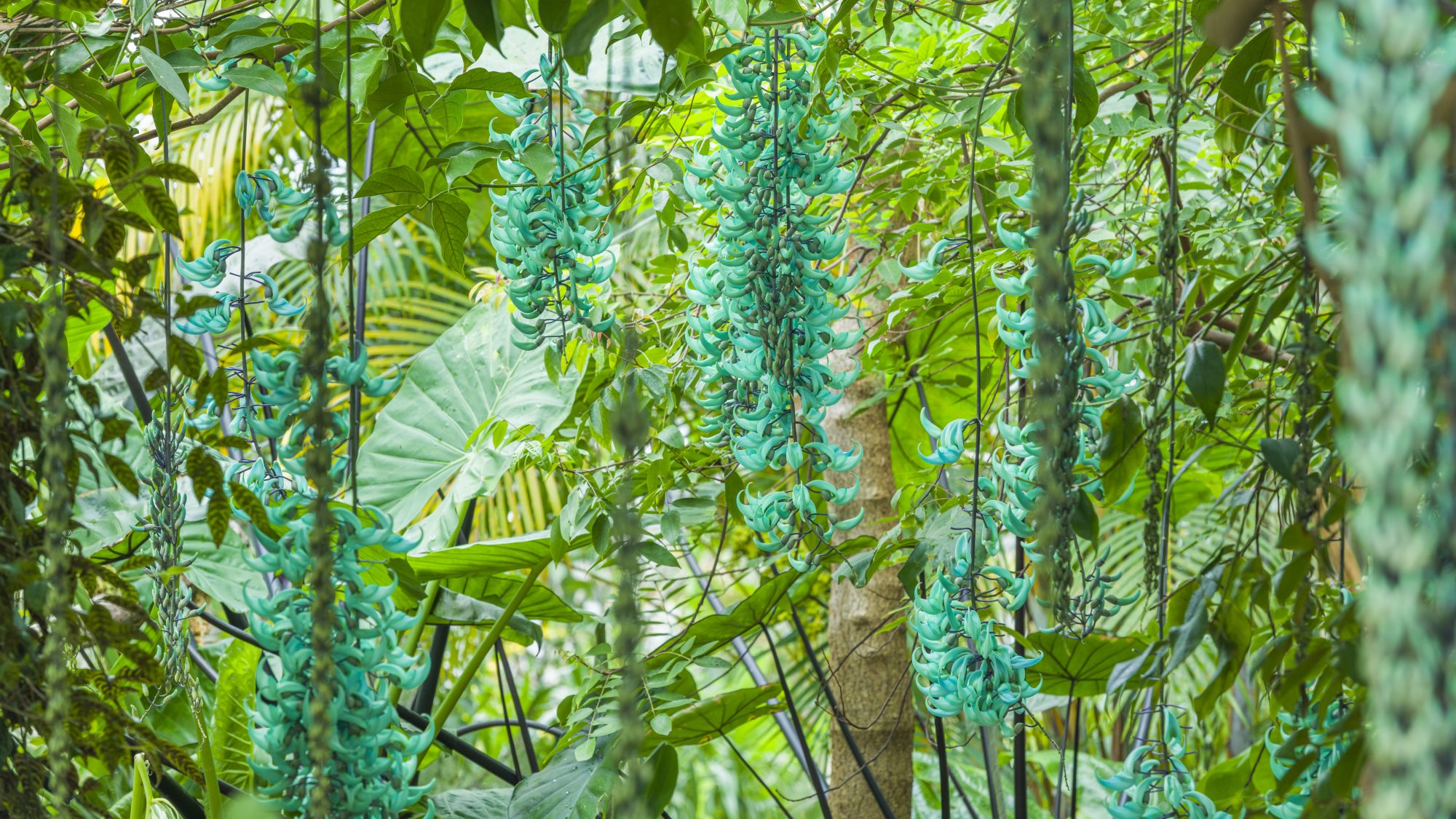 Jade vine plant