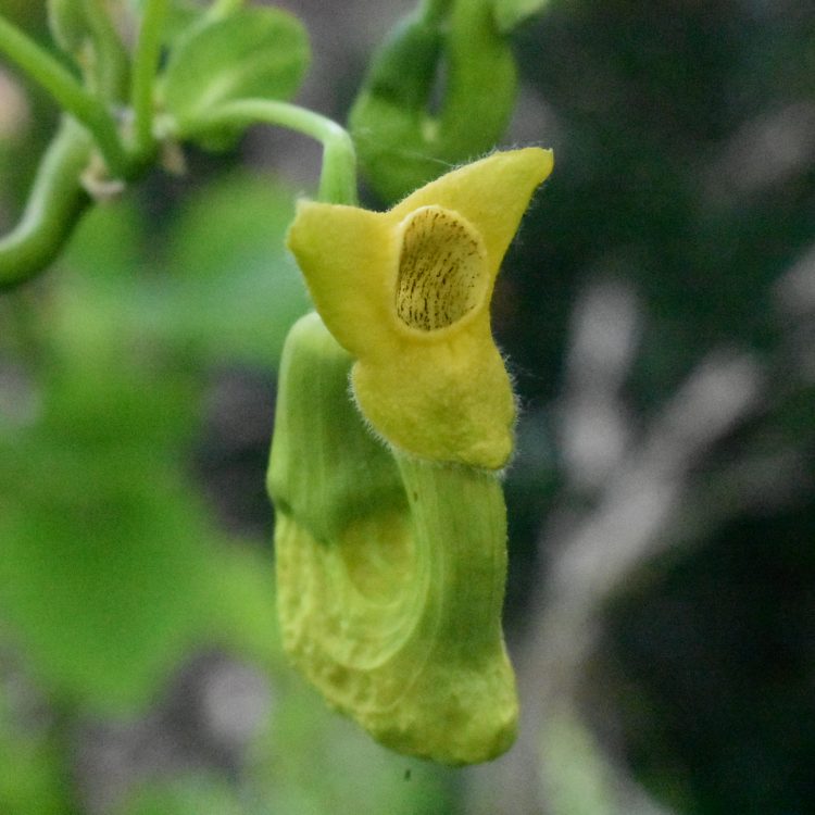 Aristolochia manshuriensis