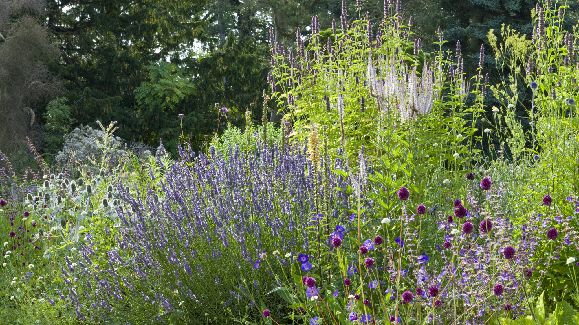 The Bee Borders in early summer with purple and white flowers.